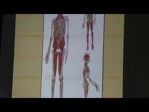 Die Ergebnisse der MRT des Schultergelenks Verformen Arthrosen des Metatarsophalangealgelenks des Fußes