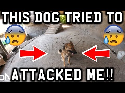 A DOG TRIED TO ATTACK ME!!