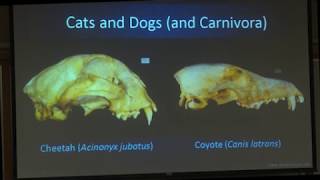 Fossil Dogs and the Search for Evolutionary Optimality