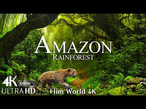 Amazon 4K - The World’s Largest Tropical Rainforest Part 2 | Jungle Sounds | Scenic Relaxation Film