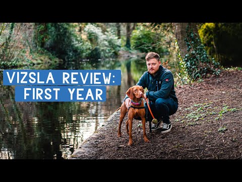 Vizsla Review: First Year Together