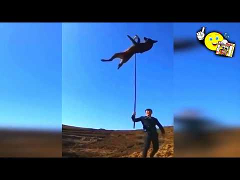 image-Why does my dog jump so high?