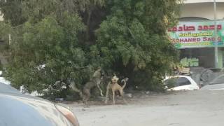 real street dogs fight...