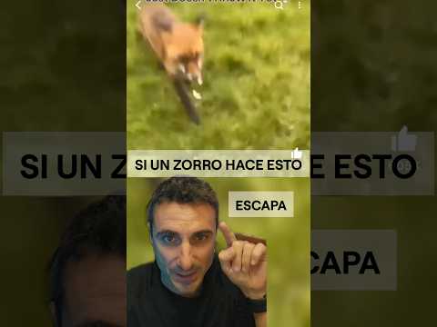 Si un zorro te hace esto, escapa. #curiosidades #supervivencia #emergencia