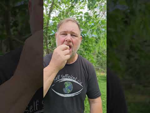 白マルベリーと黒マルベリーの味の違い