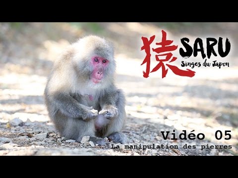 Saru - vidéo 05 - Manipulation de pierres