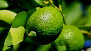 El Limonero - Serenata Guayanesa