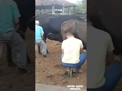 Tirando Leite no Município de Jaupací-Goiás