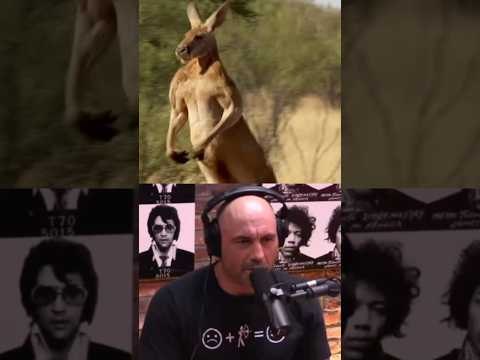 Joe Rogan's HILARIOUS Reaction to a Muscular Kangaroo! 🦘