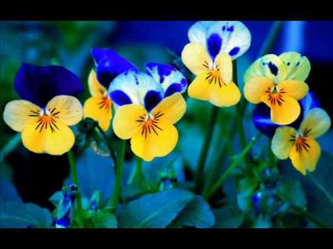 Nicu Wagner - Ți-am cunoscut iubirea