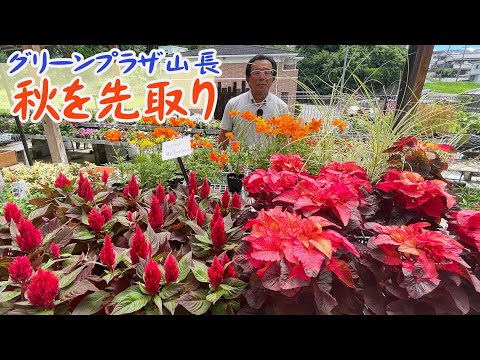 スワンプオーク 植物