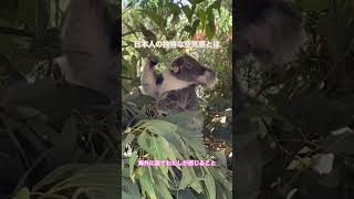 アジア人の中でも日本人は独特な感性を持っている！！と感じます #海外 #オーストラリア #西オーストラリア #海外生活 #移住