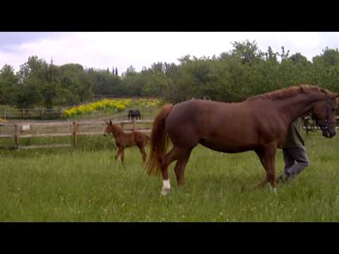 Fidelio von Franziskus a.d.Verb.Pr.St. Lutetia von Lord Loxley