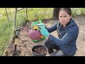 How to growing taro seedlings my another way  @ Wide Open Transit Farm