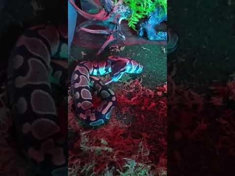 python snake. Live feeding | Mystic Animals #shorts #snake #python #mysticanimals #livefeeding