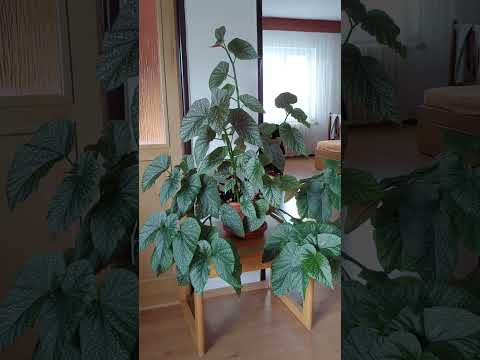 Michal Tučný abych tu žil.