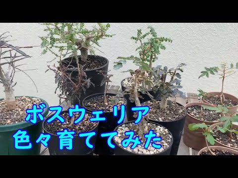Ferocactus cylindraceusについて詳しく解説