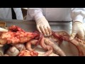 Penis Of The Ruminant And Dog