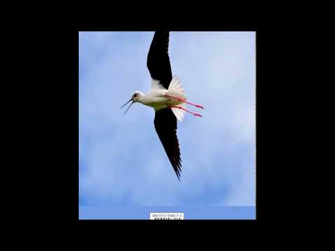 PTICE - UCCELLI - BIRDS - za harmoniko/per la fisarmonica/for accordion