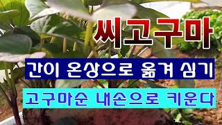 [텃밭농부. 1,356]  싹 틔운 씨고구마. 온상으로 옮겨 심는 방법 #고구마재배