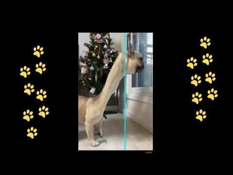 funny 🐶 dogs reactions part 27 No Languages only funny voices |Sabeera smc funny videos 2023