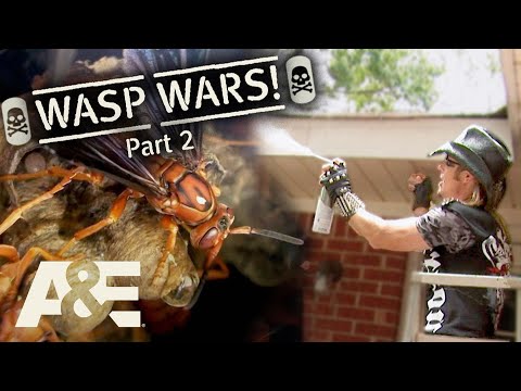 Billy the Exterminator: Top 3 WASP WARS!  - Part 2 | A&E