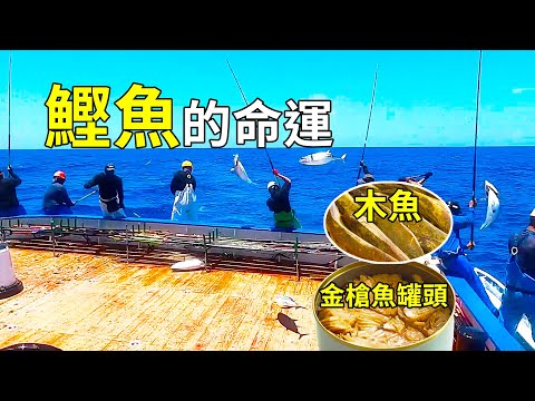 如何製作金槍魚罐頭和木魚？從海釣鰹魚開始為你解惑