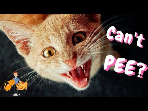 Why Cant My Cat Pee? The Emergency Blocked Bladder