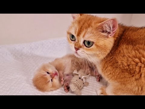 A Cat with Huge Eyes and her cute kitten named Pinky