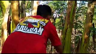 Download lagu Pikat burcil pake bojo galak MP3, real new original 30/9/18. 08.30 mp3 Download lagu Pikat burcil pake bojo galak MP3, real new original 30/9/18. 08.30 mp3