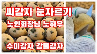 씨감자 눈따기 노인회장님 노하우 공개 감물감자 괴산감자 수미감자 [감자재배방법]