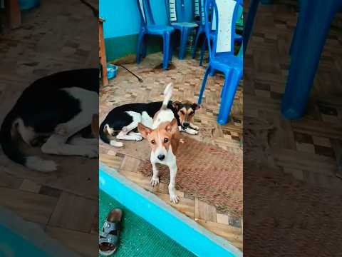 help to street dogs 🐕🥺 #shots #dog #realdog #streetdog #youtubeshorts #dogs #doglover #animal