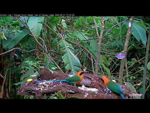 Pair Of Rufous Motmots Feed On The Panama Fruit Feeder - Feb 11, 2020