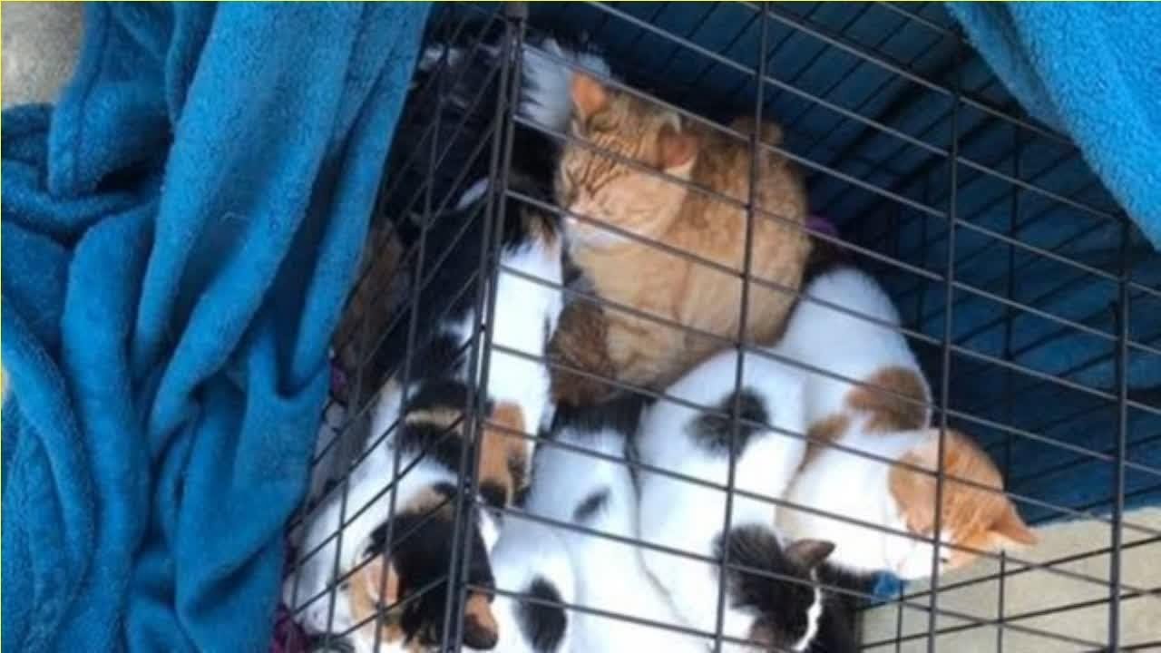 Devant le magasin, elle découvre une cage avec 21 chats : une lettre bouleversante a été laissée