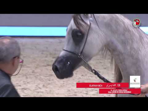 126 ELAFAAH MCA _ EAHS NATIONAL ARABIAN  HORSE CHAMPIONSHI  24 - 26 November 2023