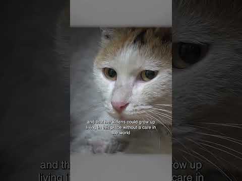 أصرت القطة الأم على البقاء قرب المنزل حتى رقّ قلب المرأة لها وقررت توفير مأوى آمن لها ولصغارها.