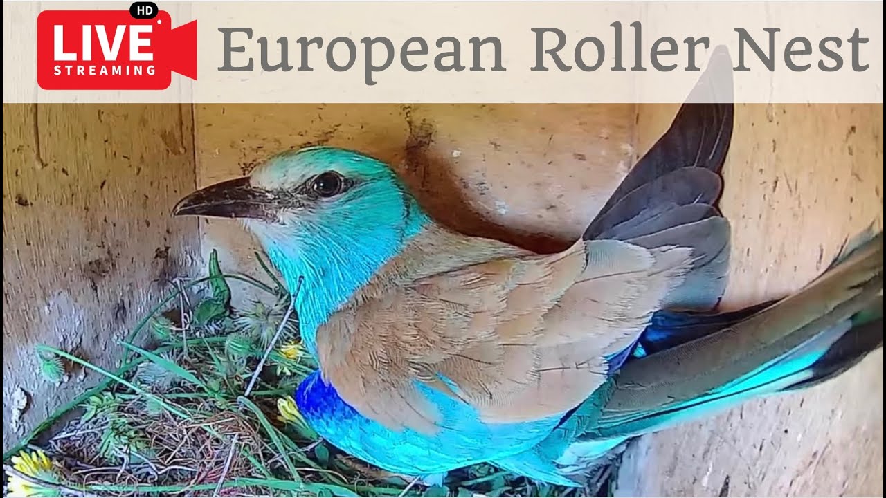 Birdcam.it - Live European Roller Nest - Inside camera