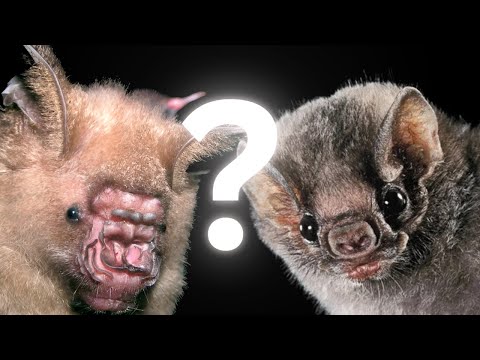 Bats: The most misunderstood animal