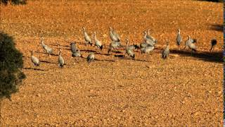 preview picture of video 'Crane. Birdwatching Holiday in the Alentejo region of Portugal'