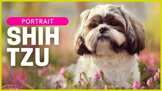 SHIH TZU | Charakter, Haltung & Gesundheit