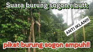 Download lagu Suara pikat burung sogon ributt,suara burung kejepit paling ampuh!!#burung #sogonbahan #sogon mp3 Download lagu Suara pikat burung sogon ributt,suara burung kejepit paling ampuh!!#burung #sogonbahan #sogon mp3