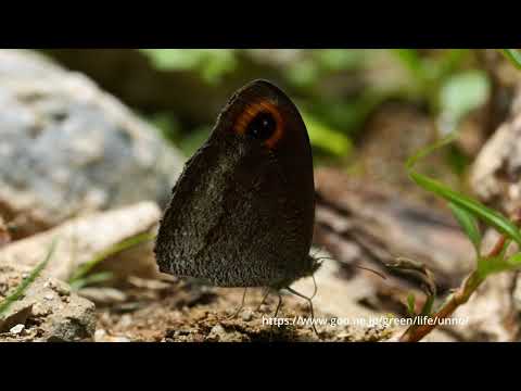 日本の蝶の故郷、中国西部の蝶
