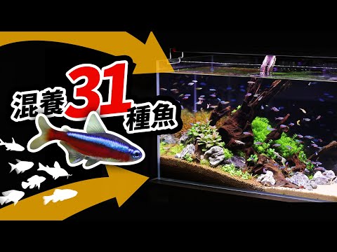 神仙魚可以跟什麼魚混養