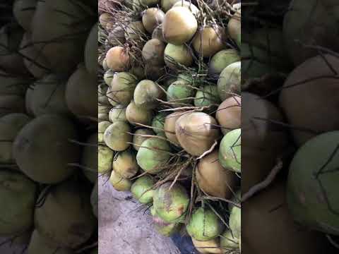Vựa Dừa Thành Phú Chuyên cung cấp các loại dừa Tươi LH: 0933 096 377 ( A.Phú )