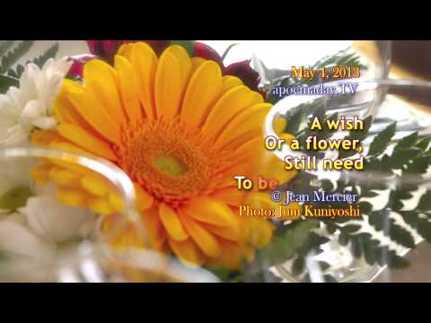 A WISH AND A FLOWER - Positive words / Philosophy / Love - 05.04.2013