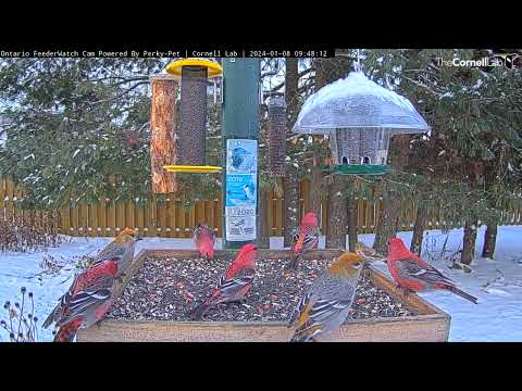 Pine Grosbeaks Pack The Platform Feeder In Ontario – Jan. 8, 2024