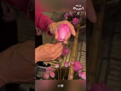 Satisfying Lotus Bloom