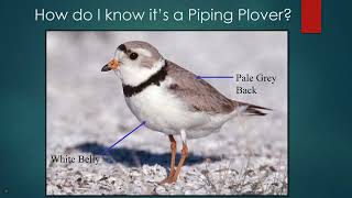 Piping Plovers and the 2024 Prairie Canada Piping Plover Census Results