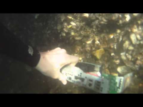 Free diving under Kingscliff bridge: creek findings