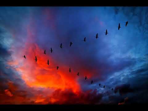 Caravelli Orchestra Flash Bach